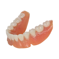 Bottom Dentures Model